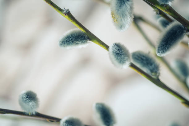 istock a willow with soft fluffy  catkins that appear before the leaves 1141971782
