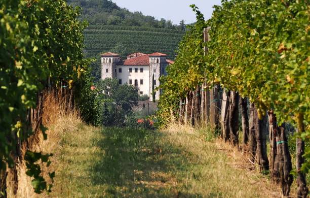 The castle of Dobrovo in the distance between two rows of vineyards. Dobrovo is an important viticultural center. Dobrovo, Slovenia. August 19 2018. The castle in the distance between two rows of vineyards. Dobrovo is an important viticultural center. nova gorica stock pictures, royalty-free photos & images
