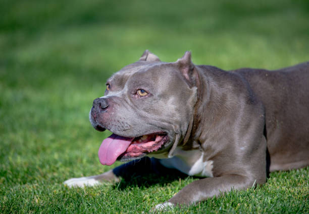 istock Dog profile in the grass 1141972477