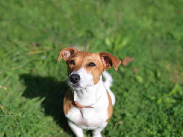 istock jack russell terrier gazing 1141974029