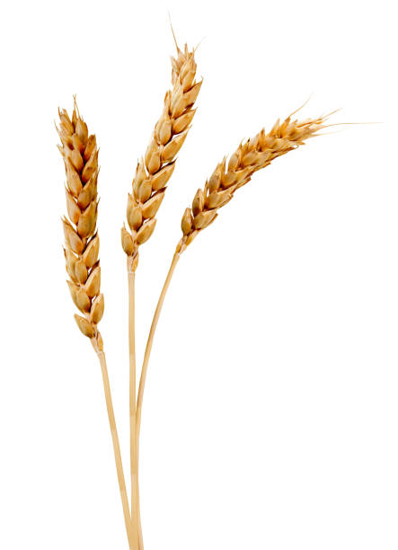 istock image of wheat on black background 1141975147