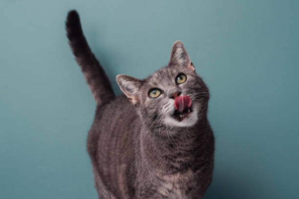 istock Adorable grey cat against blue 1141975452