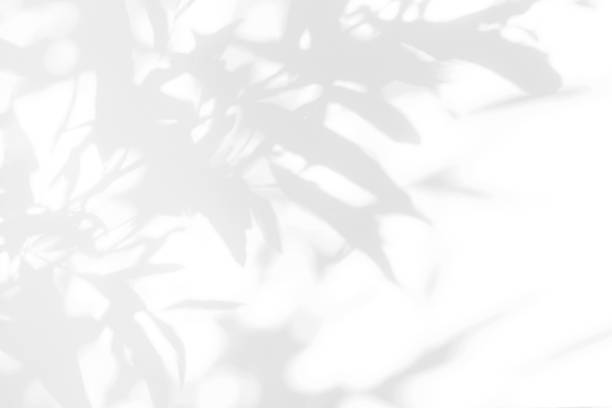 istock Gray shadow of the leaves on a white wall. 1141976116