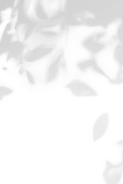 istock Gray shadow of the leaves on a white wall. 1141976117