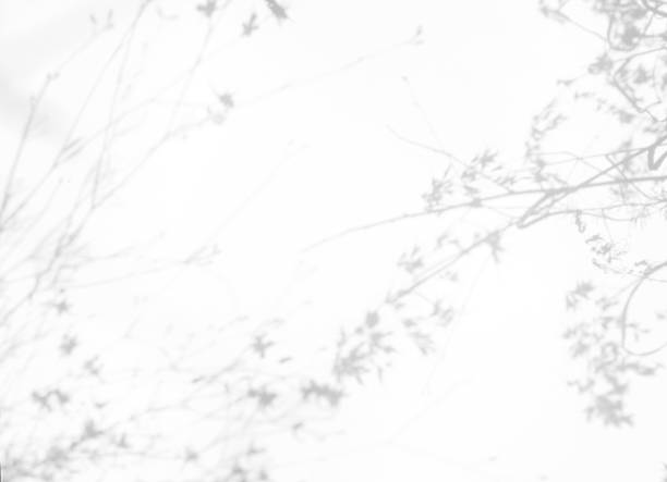 Gray shadows of the flowers and grass