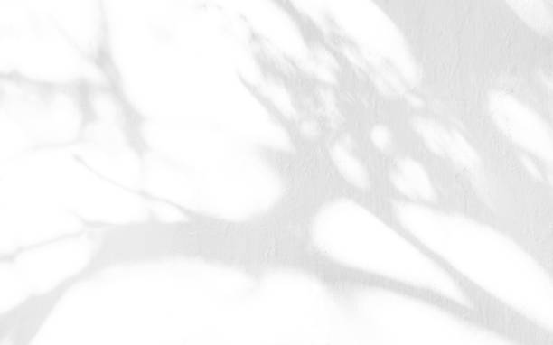 istock Gray shadows of the tree brunches on a white textured wall 1141976135