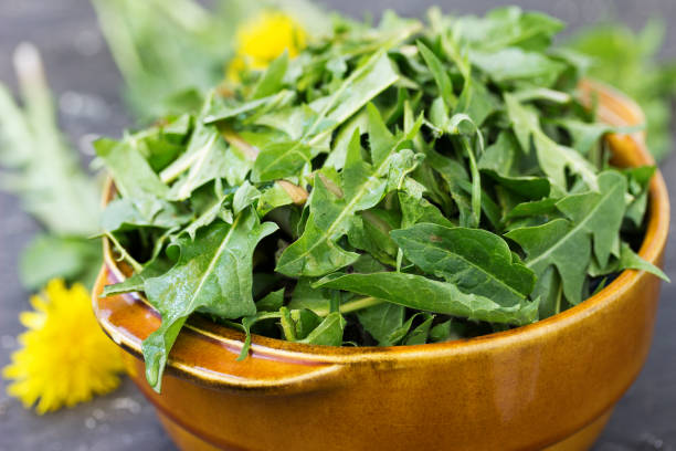 Bowl of fresh young dandelion leaves for a salad