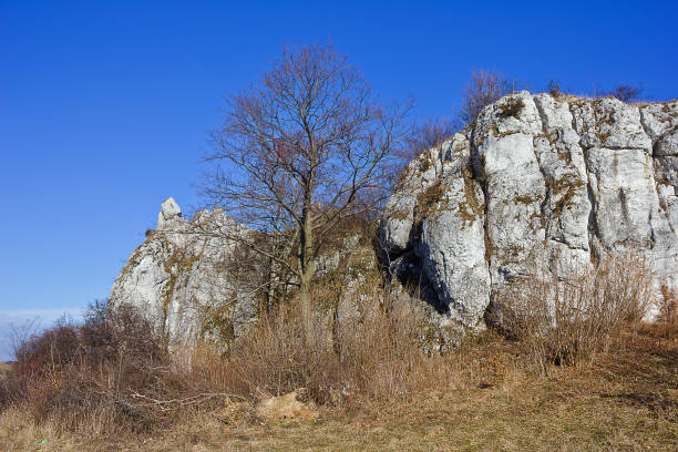 istock landscape of rock and tree 1141976618