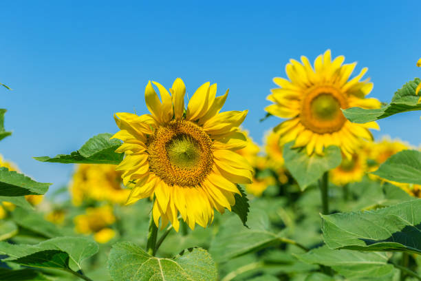 istock Yellow field of sunflowers 1141977959