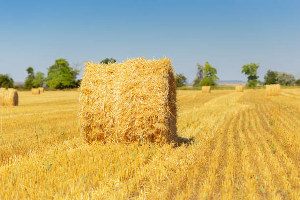istock Golden hay bales in countryside 1141978000