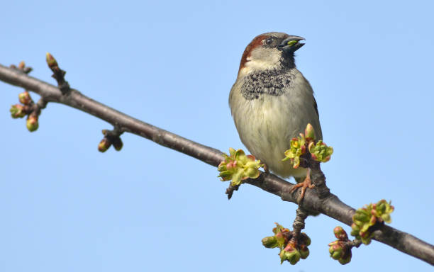 istock Male sparrow on branch 1141978023