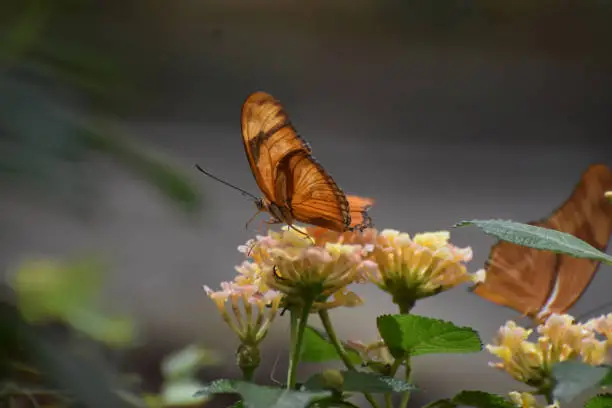 Gorgeous Orange Gulf Fritillary Butterfly on Flowers
