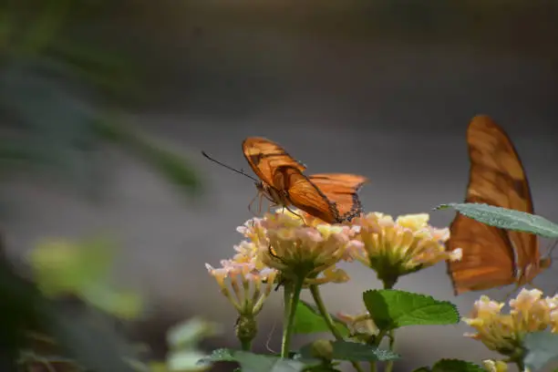 Beautiful Orange Gulf Fritillary Butterfly in Nature
