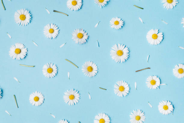 istock Flowers composition. Pattern made of chamomiles, petals on pastel blue background. Spring, summer concept. Flat lay, top view, copy space 1141980723