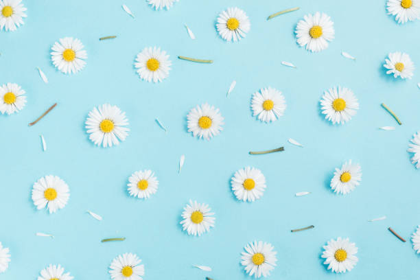 istock Pattern made of chamomiles, petals, leaves on pastel blue background. Spring, summer concept. Flat lay, top view, copy space 1141980873