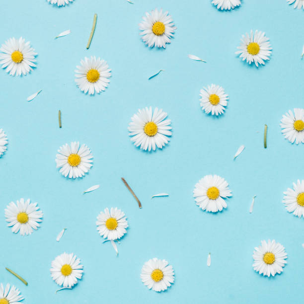 istock Pattern made of chamomiles, petals, leaves on pastel blue background. Spring, summer concept. Flat lay, top view, copy space 1141982015