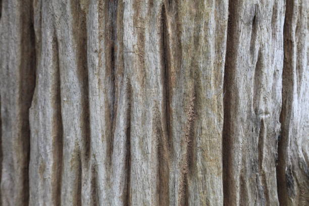 istock Very old piece of aging wood with deep natural crack texture for background design work 1141982183