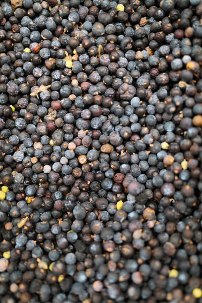 istock Dried healthy organic juniper berries. Background texture 1141982375