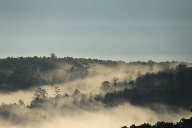 Morning light painted through the rainforest with thick fog