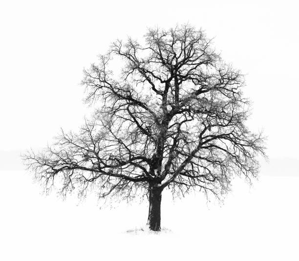 istock winter tree on white snow in cold weather 1141982475