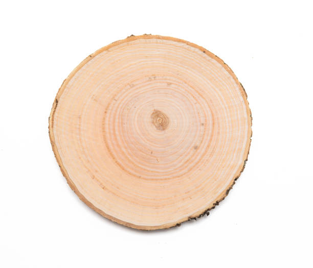istock A slice of beech wood representing profile of cut tree. 1141982620
