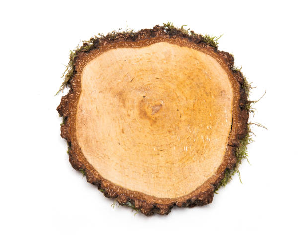 istock A slice of birch wood representing profile of cut tree. 1141982627