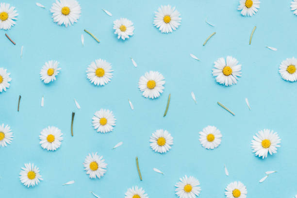 istock Flowers composition. Pattern made of chamomiles, petals on pastel blue background. Spring, summer concept. Flat lay, top view, copy space 1141982789