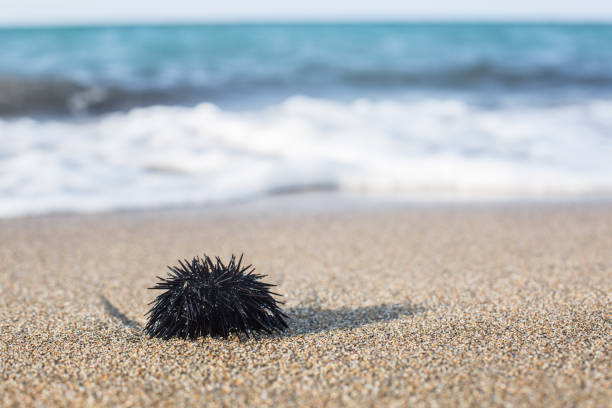 istock Urchin at the coast line. 1141984009