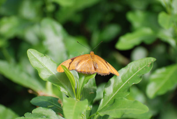 istock Orange Julia Butterfly on Hosta Leaves 1141984359