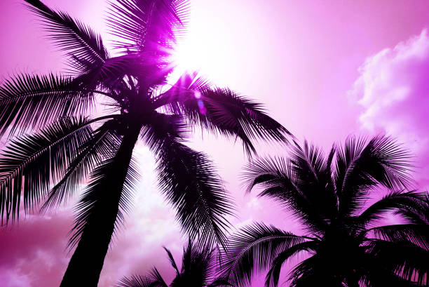 istock Pink theme on silhouette coconut tree and sunny sky background 1141985228