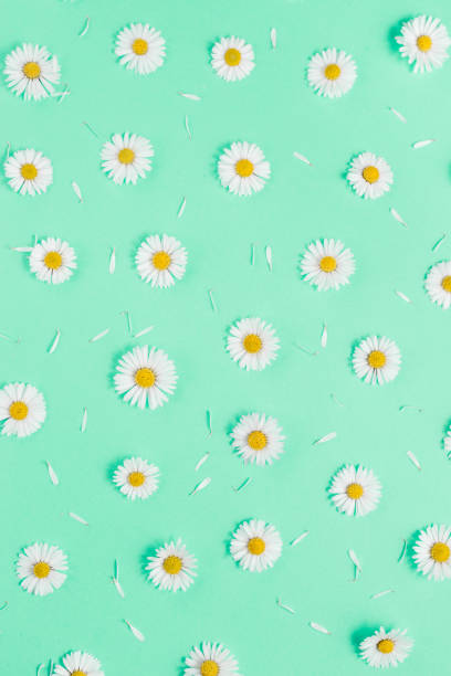 istock Flowers composition. Pattern made of chamomiles, petals on pastel green background. Spring, summer concept. Flat lay, top view, copy space 1141985375
