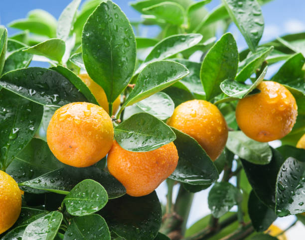 istock Ripe tangerine fruits on the tree. 1141985378