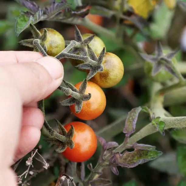 Photo of close up shot of red ripe tomatoes in hand on green blur background