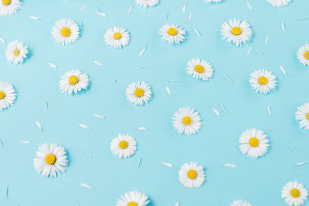 istock Flowers composition. Pattern made of chamomiles, petals on pastel blue background. Spring, summer concept. Flat lay, top view, copy space 1141985390