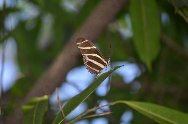 Precious Zebra Butterfly with Beautiful Red Markings
