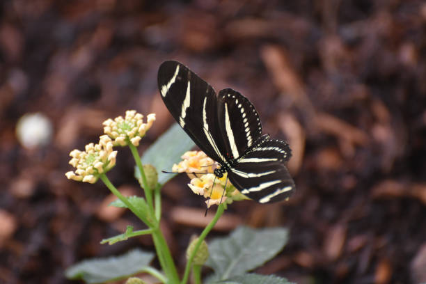 Beautiful Image of a Zebra Butterfly on Some Flowers