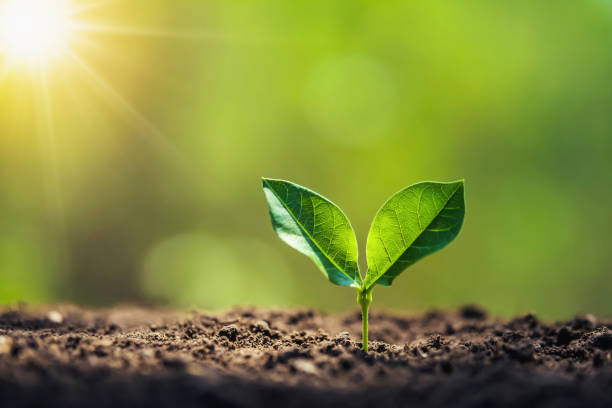 istock planting tree in garden with sunrise. concept save world 1141986978