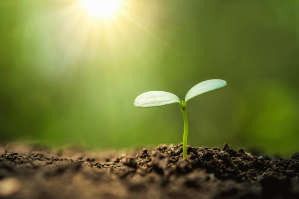 istock planting tree in garden with sunrise. concept save world 1141986979