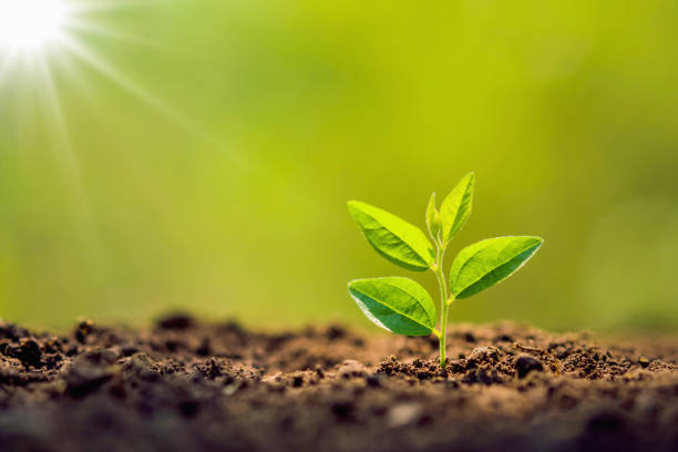 istock planting tree in garden with sunrise. concept save world 1141986987