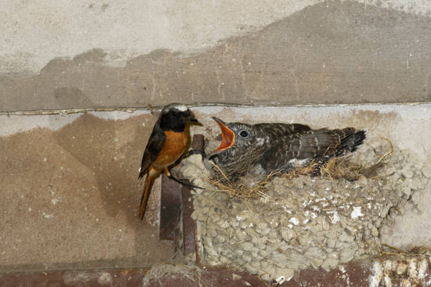 male Redstart wich young cuckoo in the nest of\nswallow