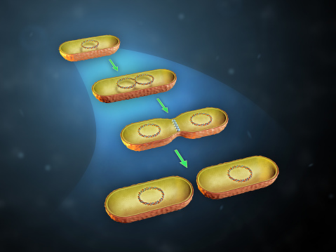 Binary fission in bacteria. 3D illustration.
