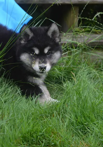 Adorable alusky puppy peaking out in tall grass.