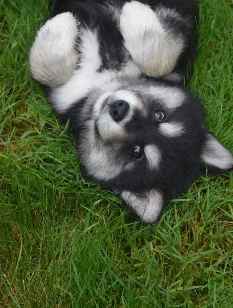 Adorable alusky puppy laying on his back in green lush grass.
