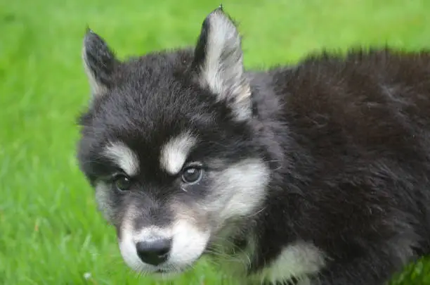 Up close with an alusky puppy dog in grass.