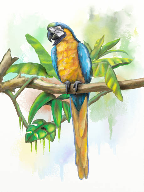 синий и золотой ара - parrot multi colored bird perching stock illustrations