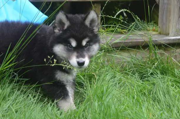 Cute alusky puppy playing in tall green grass.