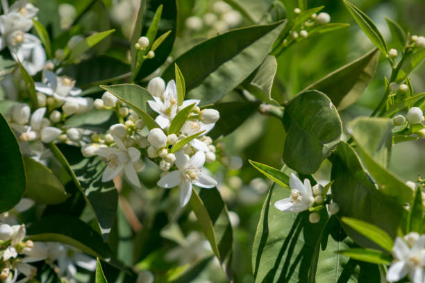 fiore di frutta d'arancio - orange blossom orange tree flower foto e immagini stock