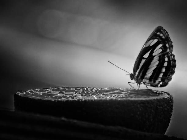 Striped butterfly pose on a orange