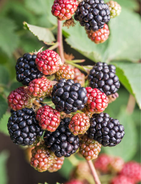 istock Blackberries on the shrub in the garden. 1141987624