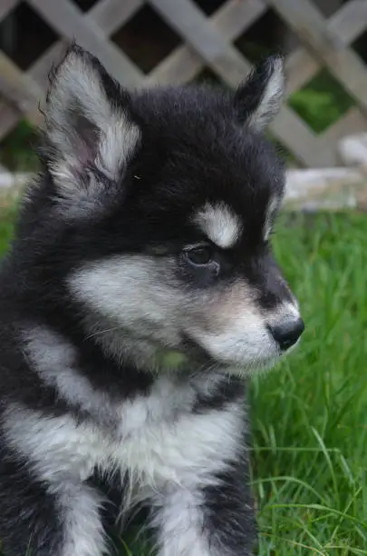 Adorable face of a concerned alusky puppy dog.